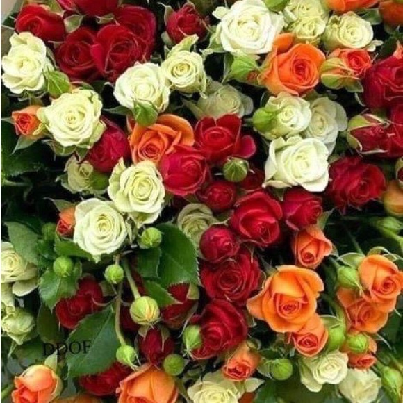 Entire closet-all 15 items $35 - Picture 3 of 3